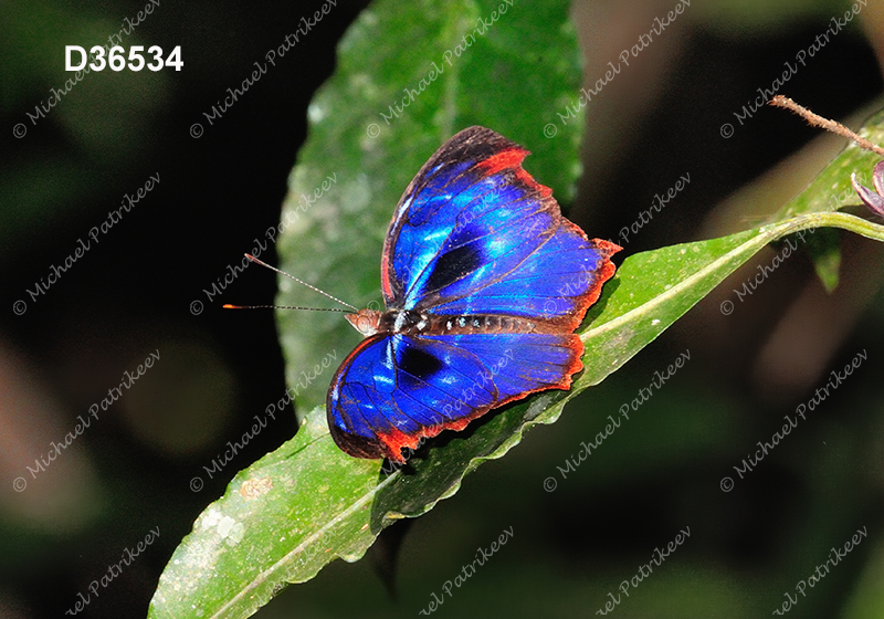 Orsis Bluewing (Myscelia orsis)